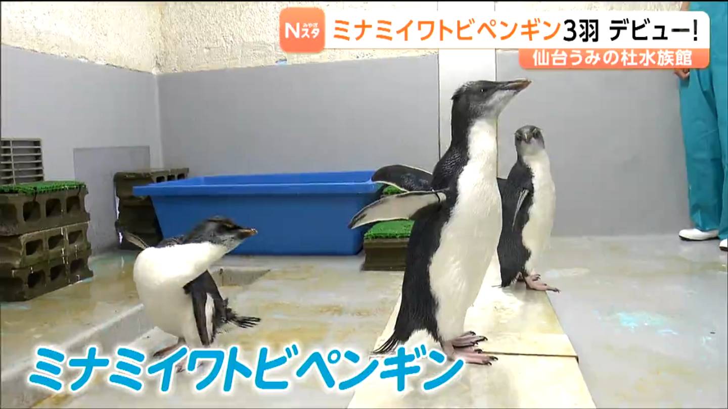 緊張している!? 生まれて3か月未満のペンギン3羽が仙台うみの杜水族館
