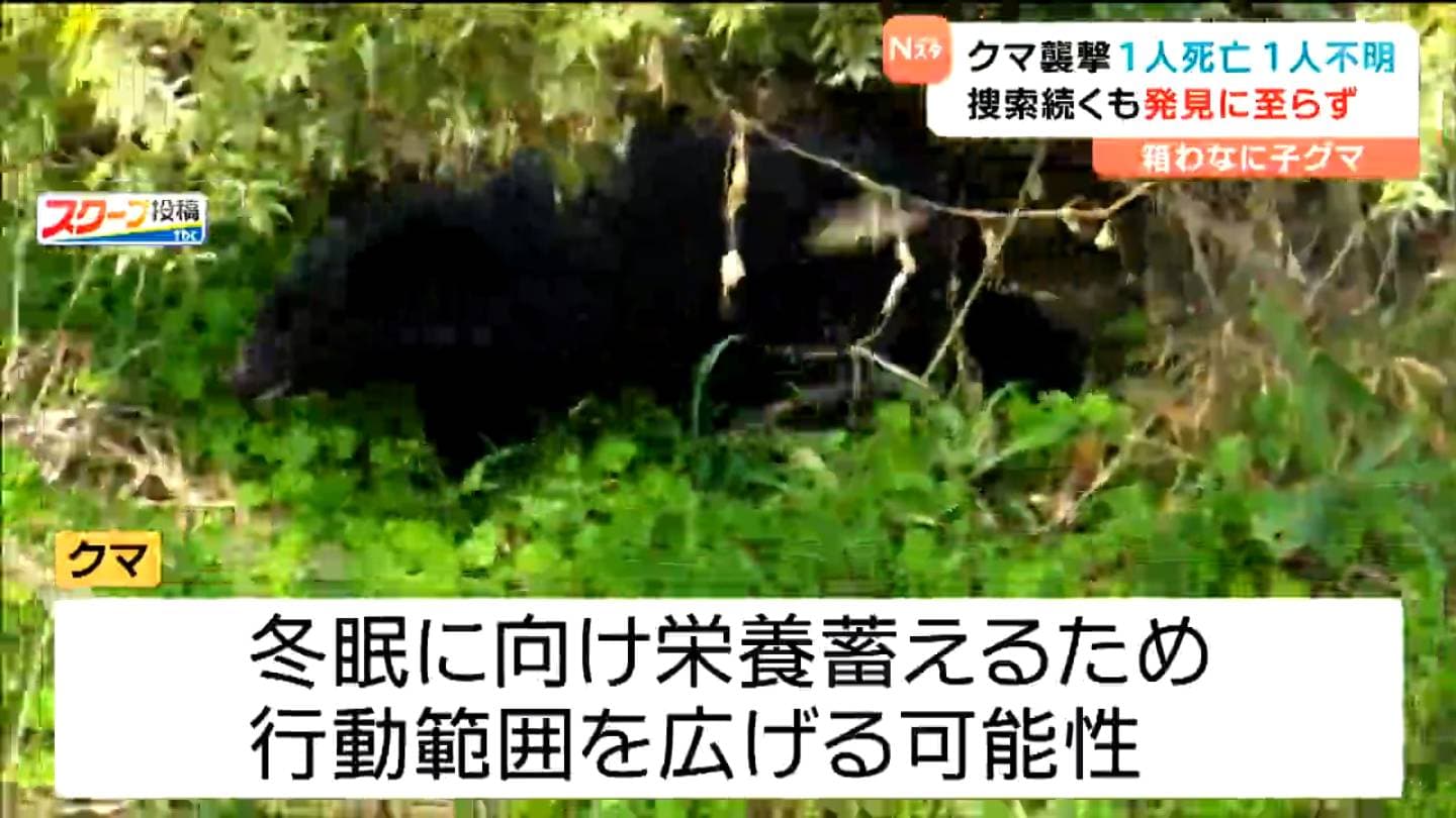 爆竹”鳴らすも不明女性クマに襲われたか発見に至らず 専門家「クマは首