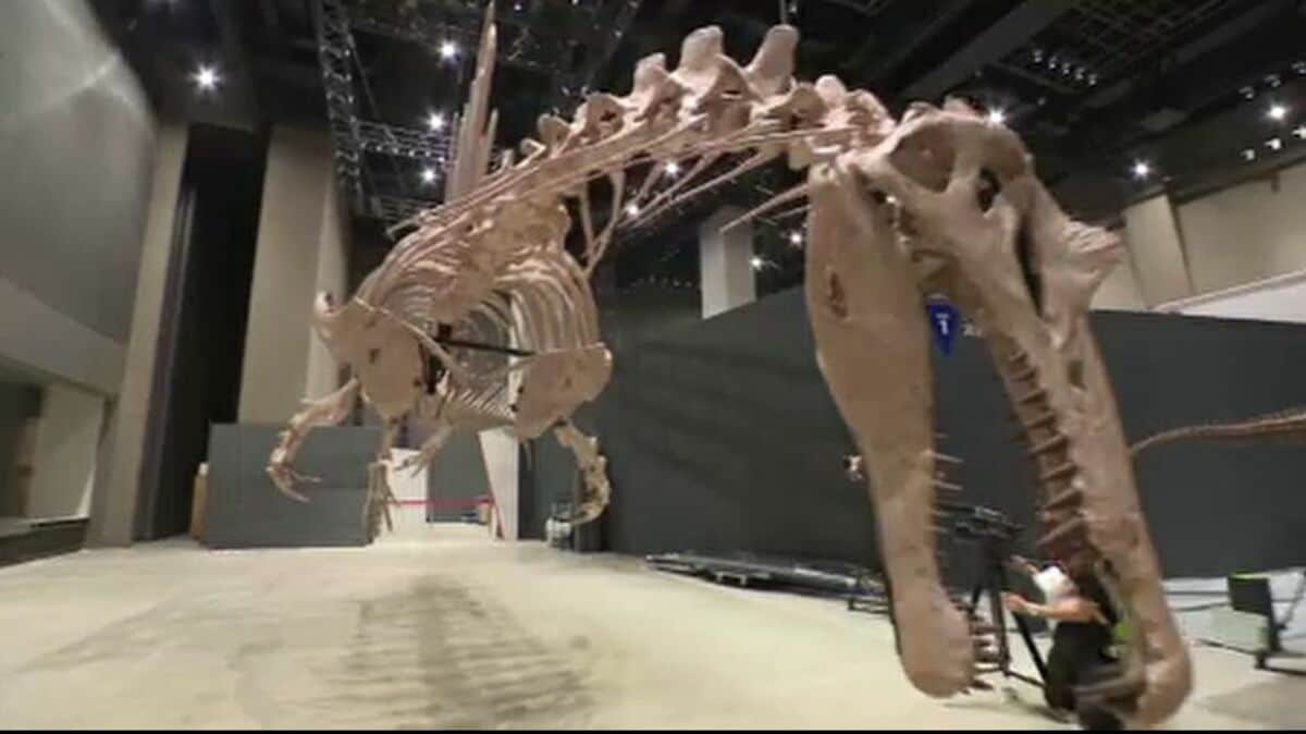 日本初公開！全長14メートル 「スピノサウルス」の標本を7月展示へ