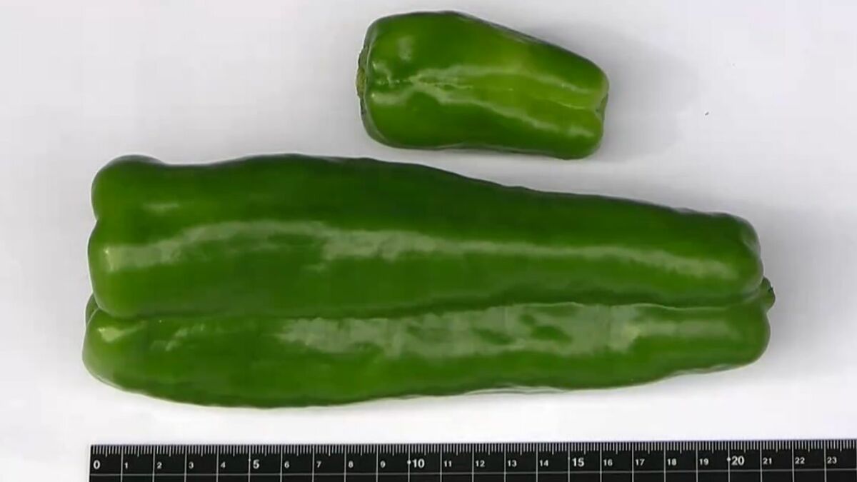 大きさは2倍以上で重さは3倍から4倍 甘味が強く苦みが少ない ジャンボ