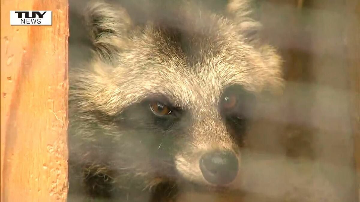 かわいい名前であれば」河北町の動物園に新たに仲間入りしたタヌキの