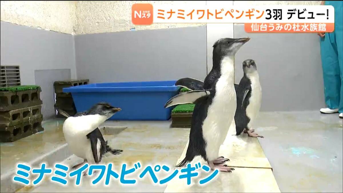 緊張している!? 生まれて3か月未満のペンギン3羽が仙台うみの杜水族館