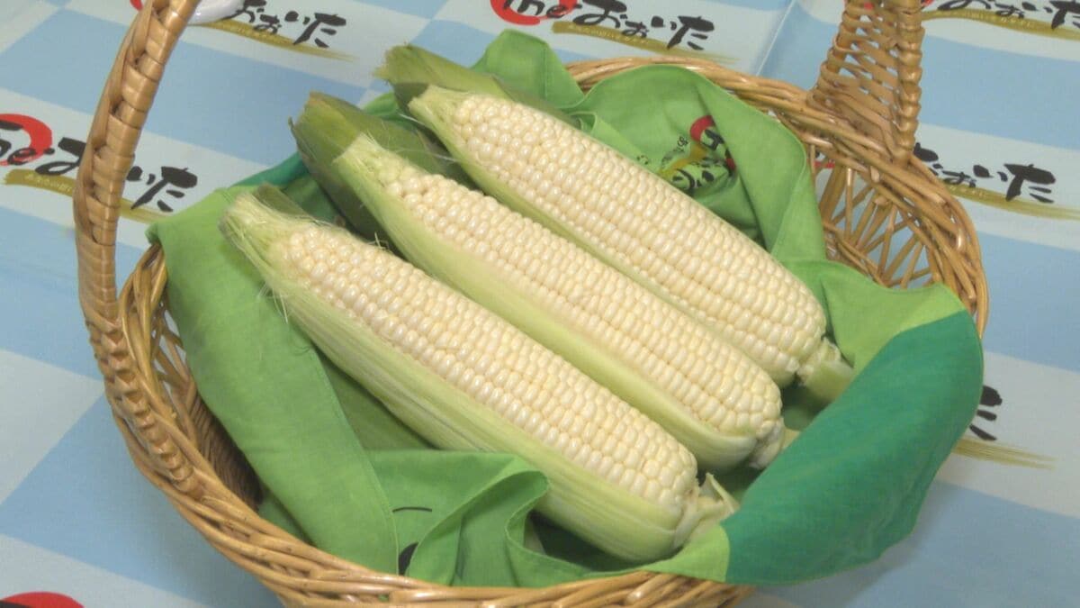 “白雪姫”の味は？「甘い、フルーツみたい」　特産の白いトウモロコシを知事にPR　大分
