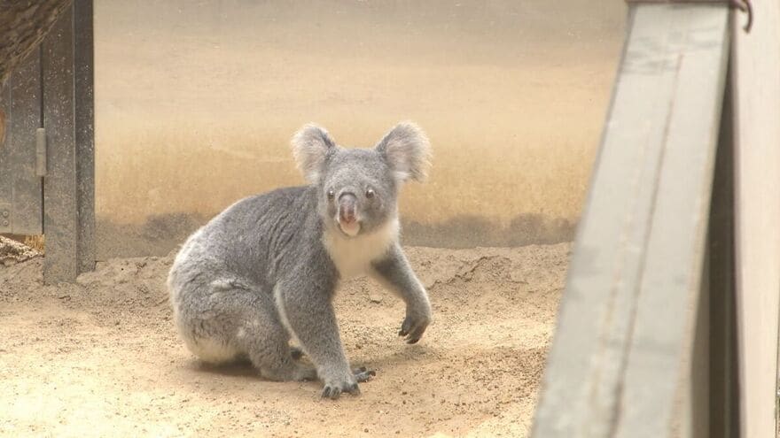 “もぐもぐタイム”に悶絶…活発に動き回る激レア姿も！動物園マニアが教える春の「東山動植物園」