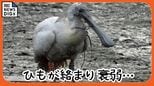 くちばしにひもが絡まった絶滅危惧種の渡り鳥、クロツラヘラサギ　救出大作戦で無事保護　|　沖縄のニュース｜RBC 琉球放送