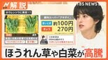 「最悪な状況」次はほうれん草や白菜が高騰…暑さ・台風が影響 世界で“記録的不作”オリーブ、オレンジ、カカオも【Nスタ解説】|TBS NEWS DIG