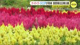 ケイトウ･ジニアなど「秋の花」見頃　コスモスは６割　国営備北丘陵公園　広島･庄原市　|　RCC NEWS | 広島ニュース | RCC中国放送