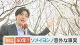 「満開」お花見シーズン…ソメイヨシノ寿命６０年説　専門家に聞いてみると？「人間の努力があれば１０００年の可能性は夢でない」　|　BSSニュース | BSS山陰放送