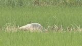 本州で2度目のトキ放鳥 10月7日に石川・中能登町春木地区で 非公開で放鳥 県がWEB配信|TBS NEWS DIG