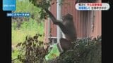 相次ぐサル被害「ネコ20匹襲われる」　自治体も対応に困惑　鹿児島　|　鹿児島のニュース｜MBC NEWS｜南日本放送