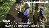 「季節を感じてもらえたら…」10月23日は「霜降」　広島市の縮景園でこの時期の風物詩「マツのコモ巻き」　|　RCC NEWS | 広島ニュース | RCC中国放送