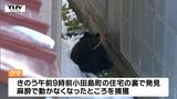「一安心です」新庄市の中心部に出没のクマが住宅街で捕獲 人や物への被害なし(山形) | 山形のニュース│TUYテレビユー山形