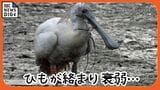 くちばしにひもが絡まった絶滅危惧種の渡り鳥、クロツラヘラサギ　救出大作戦で無事保護|TBS NEWS DIG