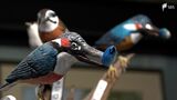 「熱中できるということは大切」101歳男性が93歳から始めた「野鳥彫刻」を展示=浜松市 | 静岡のニュース | SBSNEWS | 静岡放送