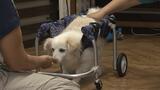 立って、歩いて 尊厳ある犬の人生をサポート “犬の車いす”を作る工房|TBS NEWS DIG