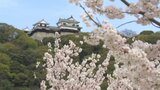 「すごく幸せな気持ち」各地でサクラが満開 花見客でにぎわう 愛媛県・松山市 | 愛媛のニュース - Nスタえひめ|あいテレビは6チャンネル