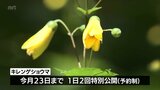 絶滅危惧種「キレンゲショウマ」が見ごろ迎える　高千穂町の自生地で23日まで特別公開　|　MRTニュース ｜ ＭＲＴ宮崎放送