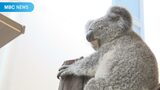 コアラのアイ死ぬ(1歳5か月)コアラの死あいつぎ4匹目 国内最多の飼育頭数 鹿児島市・平川動物公園 | 鹿児島のニュース|MBC NEWS|南日本放送