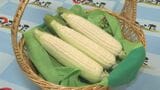 “白雪姫”の味は?「甘い、フルーツみたい」 特産の白いトウモロコシを知事にPR 大分 | 大分のニュース|OBS NEWS|大分放送