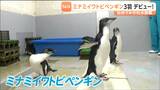 緊張している!? 生まれて3か月未満のペンギン3羽が仙台うみの杜水族館でデビュー！一般公開に向けて重ねてきたある練習とは？　|　宮城のニュース│tbc NEWS│tbc東北放送