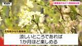 啓翁桜が関東に向け出発　涼しいところなら1か月も楽しめるって知ってた？（山形・東根市）|TBS NEWS DIG