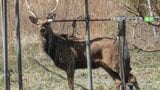 モモの実や苗木の皮が食べられる被害　シカの農作物被害に対しJAが市に緊急要請　山梨・南アルプス市|TBS NEWS DIG