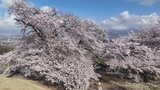 夫婦が寄り添うように咲く「夫婦桜」 桃の花との競演が楽しめる八代ふるさと公園 山梨・笛吹市 | 山梨のニュース | UTYテレビ山梨