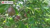 どの木もよく実をつけ 質も良し! ヤブツバキの自生地で椿の実の収穫【長崎県・五島】 | 長崎のニュース | 天気 | NBC長崎放送