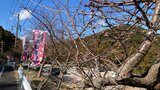 開花はまだ・・・四浦半島で河津桜まつり始まる 桜の保全活動で苗木植樹 | 大分のニュース|OBS NEWS|大分放送