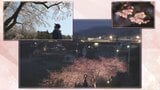 【復興への羅針盤】13回目の春に~被災地のサクラ 人々が込める思い|TBS NEWS DIG