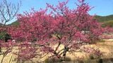 冬晴れの空とピンクの花　ヒカンザクラ見ごろ迎える　いちき串木野市深田地区　鹿児島　|　鹿児島のニュース｜MBC NEWS｜南日本放送