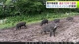 過去10年で最悪に… 野生鳥獣による農作物被害 面積100ヘクタール超・金額1億5000万円超とともに昨年度が過去最悪だったと青森県が発表 特に「イノシシ」「クマ」による被害が深刻|TBS NEWS DIG