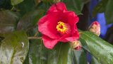 愛媛県松山市の花、ツバキを愛でるイベント「道後温泉つばき巡りウォーク」開催 | 愛媛のニュース - Nスタえひめ|あいテレビは6チャンネル