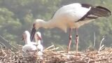 まんのう町で3年連続 今年もヒナ誕生 国の特別天然記念物コウノトリ 2羽がすくすく【香川】|TBS NEWS DIG
