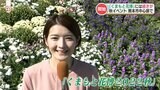 「くまもと花博 2022 秋」辛島公園に県産の花き 約3万株のフラワーアート | 熊本のニュース|RKK NEWS|RKK熊本放送