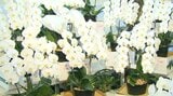 「素敵な花を咲かせたい」散った後も手入れして各クラスで大切に栽培 中学校でコチョウラン再利用 | 大分のニュース|OBS NEWS|大分放送