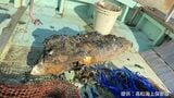 【続報】直島町沖の海中から砲弾らしきものがみつかる 直径30センチ 長さ約1メートル 自衛隊が回収(20日午後6時現在)【香川】 | 岡山・香川のニュース | 天気 | RSK山陽放送