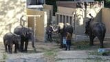 福岡市動物園のゾウ 1頭が死ぬ ミャンマーから到着して1か月あまり | 福岡のニュース|RKB NEWS|RKB毎日放送