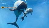 国内では2年ぶり仙台の水族館では初となる“イロワケイルカ”赤ちゃん誕生 国内7頭目に 仙台うみの杜水族館 | 宮城のニュース│tbc NEWS│tbc東北放送