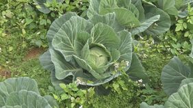 去年の2.5倍に高騰のキャベツ　収穫目前に400玉あまり盗まれる　名護市の生産者怒り|TBS NEWS DIG