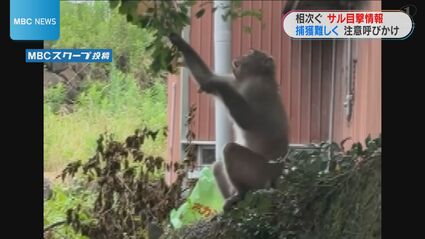 相次ぐサル被害「ネコ20匹襲われる」 自治体も対応に困惑 鹿児島