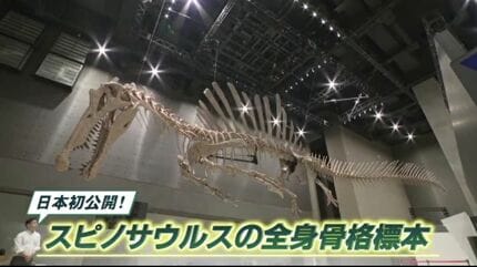 日本初公開！全長14メートル 「スピノサウルス」の標本を7月展示へ