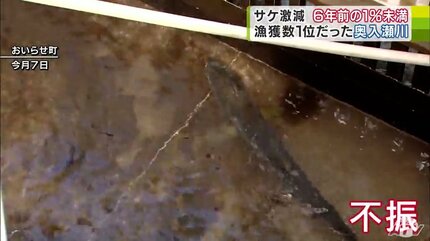 24時間で1匹…」かつて9万匹近くも獲れた“サケの漁場”のいま 昨シーズン