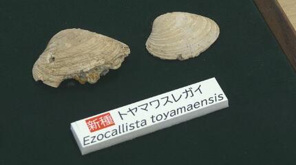もう出ないと思っていた」約1600万年前“中新世”の二枚貝の化石3種が