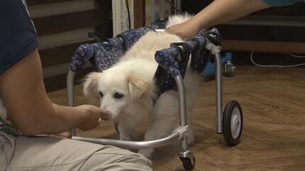 犬の車いす (ある犬ねん) 立って、歩いて 尊厳ある犬の人生をサポート “犬の車いす”を作る工房