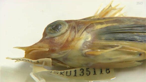 土佐湾で採集された魚「トンキンソコホウボウ」が『日本初記録』　南シナ海と太平洋の一部で20個体ほどしか採集されていない珍しい魚　|　高知のニュース・天気｜KUTV NEWS | KUTVテレビ高知