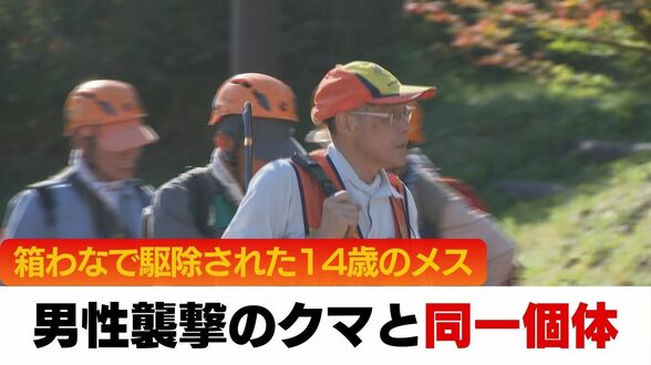 【男性襲撃クマ】箱わなで捕獲され、駆除された個体だったことがDNA検査で判明《14歳のメスグマ》体重は100キロ超　一緒にいたとみられる子グマの行方はわからず　札幌市西区　|　北海道のニュース｜HBC北海道放送