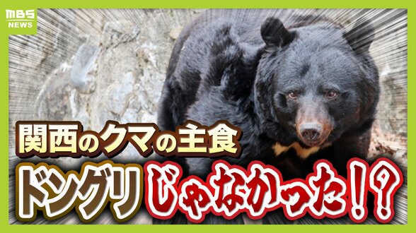 関西のクマの主食はドングリじゃない！？一部地域では秋に『液果類』を大量採食　時に襲われそうになりながら…「フン収集」調査で判明の新事実　出没予測の精度向上につながるか　これからのクマ対策は？【解説】　|　MBSニュース | 関西の最新ニュースを分かりやすく。