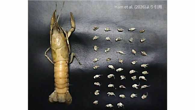 【世界初確認】雌のみで繁殖する外来ザリガニ「ミステリークレイフィッシュ」から「外来共生貝形虫」　沖縄での分布拡大も明らかに|TBS NEWS DIG