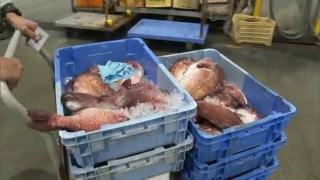 「量が増えるか増えないか…」魚市場で初セリ 水揚げされたばかりのタイやハマチ 愛媛県八幡浜市|TBS NEWS DIG